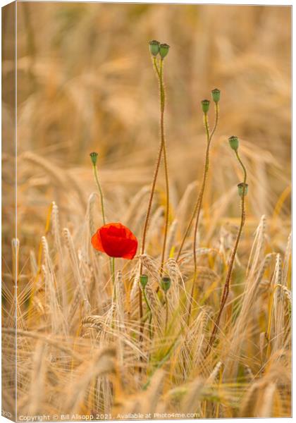 Weeds in the barley. Canvas Print by Bill Allsopp