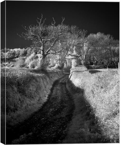 Farm Track. Canvas Print by Bill Allsopp