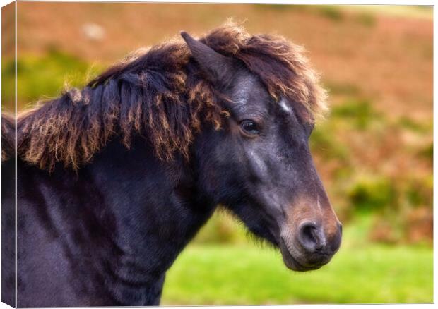 Dartmoor pony  Canvas Print by Bill Allsopp