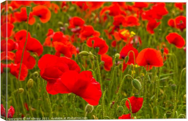 Field Poppies #2 Canvas Print by Bill Allsopp