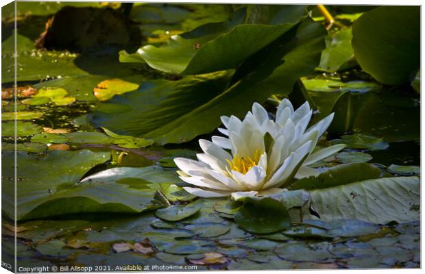 White Water Lily. Canvas Print by Bill Allsopp