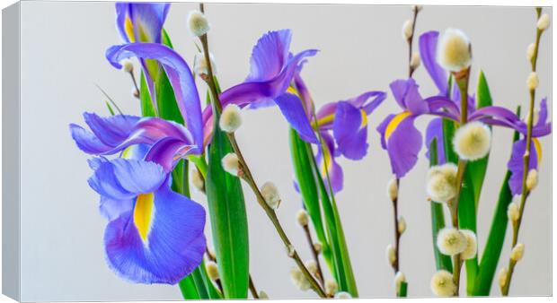 Iris and pussy Willow flowers. Canvas Print by Bill Allsopp