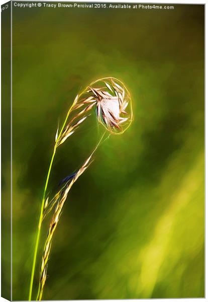  Grass Web Canvas Print by Tracy Brown-Percival