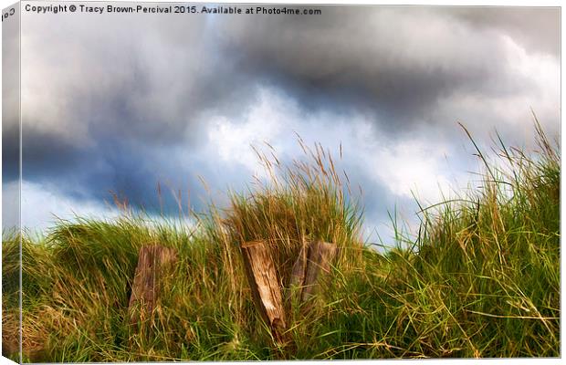  Grass Beams Canvas Print by Tracy Brown-Percival