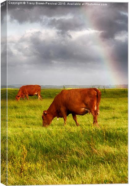  Rainbow at Elmley Canvas Print by Tracy Brown-Percival