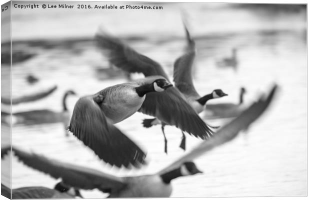 Candian Geese flying Canvas Print by Lee Milner
