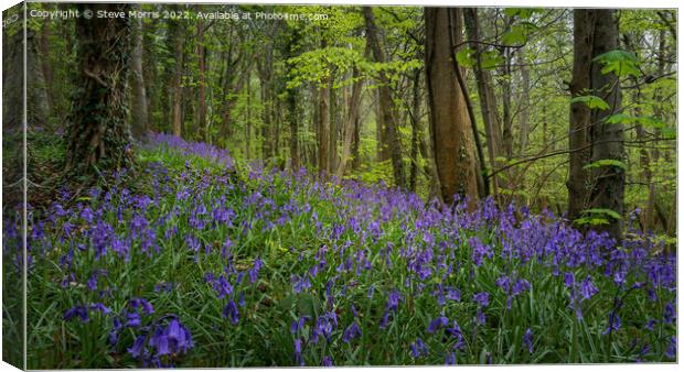 Bluebell Wood Canvas Print by Steve Morris