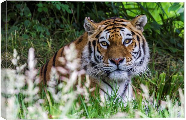  Amur Tiger Canvas Print by Steve Morris