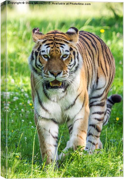  Amur Tiger Canvas Print by Steve Morris