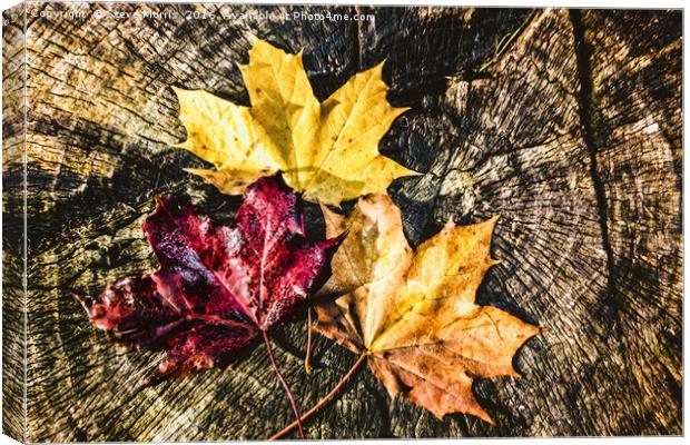 Autumn Leaves Canvas Print by Steve Morris