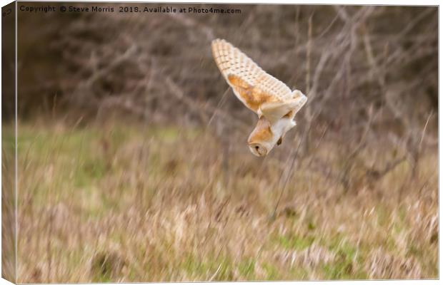 Barn Owl Canvas Print by Steve Morris