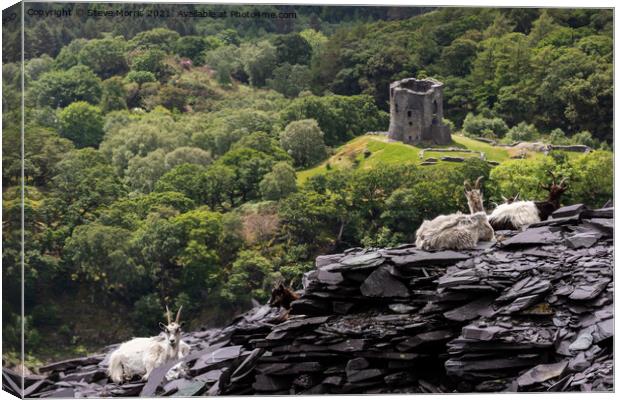 Welsh Mountain Goats Canvas Print by Steve Morris