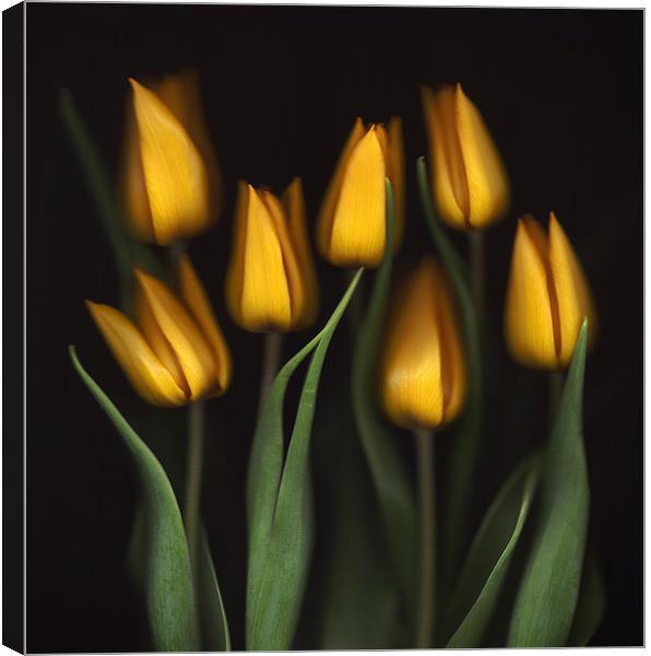 Tulips Canvas Print by Brian Haslam