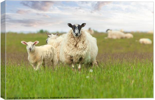 Mother sheep ewe and baby lamb face on Canvas Print by Simon Bratt LRPS