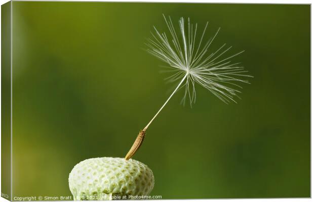 Dandelion head with one seed attached Canvas Print by Simon Bratt LRPS