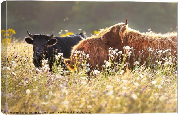 Two highland cows together in a meadow Canvas Print by Simon Bratt LRPS