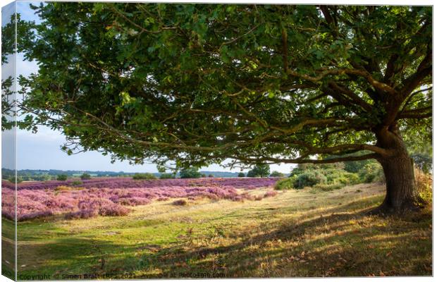 Oak tree view to purple heather fields Norfolk Canvas Print by Simon Bratt LRPS