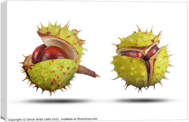 Two conkers opening isolated on white Canvas Print by Simon Bratt LRPS