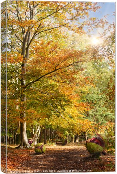 Amazing dawn autumn woodland with massive conkers Canvas Print by Simon Bratt LRPS