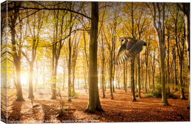 Barn owl flying in autumn woodland Canvas Print by Simon Bratt LRPS