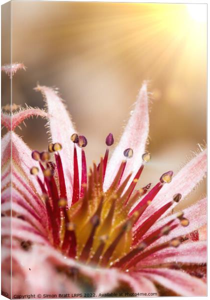 Sempervivum pink flowers macro with sunshine Canvas Print by Simon Bratt LRPS
