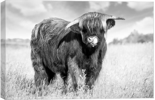 Highland cow tongue lick black and white Canvas Print by Simon Bratt LRPS