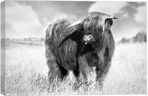 Highland cow portrait black and white Canvas Print by Simon Bratt LRPS