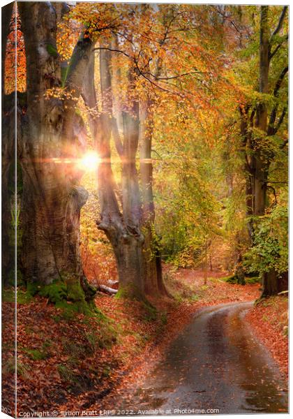 Stunning autumn forest road at sunrise in Norfolk Canvas Print by Simon Bratt LRPS
