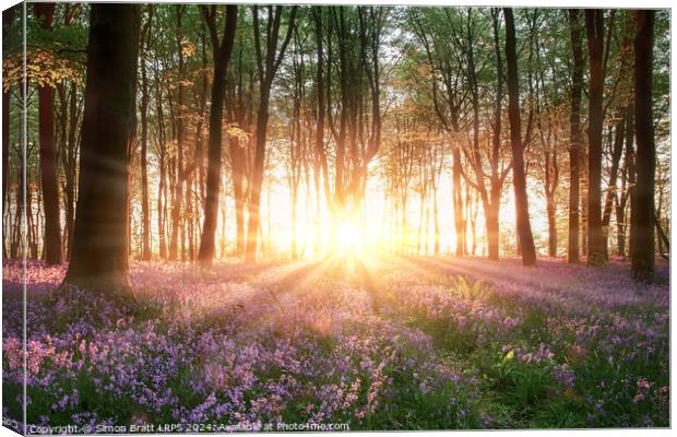 Amazing sunrise through bluebell forest trees in Hampshire England Canvas Print by Simon Bratt LRPS