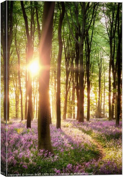 Beautiful bluebell woodland path with dawn sunrise in Hampshire  Canvas Print by Simon Bratt LRPS
