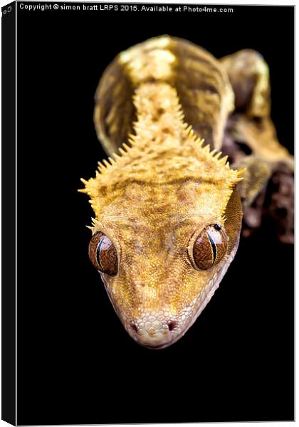 Reptile close up on black Canvas Print by Simon Bratt LRPS