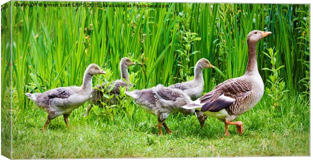 Mother goose leading goslings in the wild Canvas Print by Simon Bratt LRPS