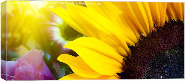Sunflower closeup in landscape with sunshine Canvas Print by Simon Bratt LRPS