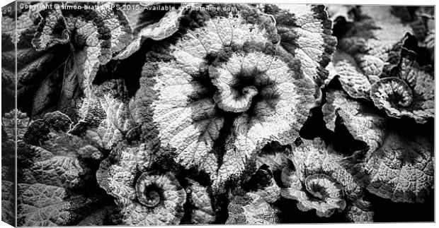 Begonia leaves in black and white Canvas Print by Simon Bratt LRPS