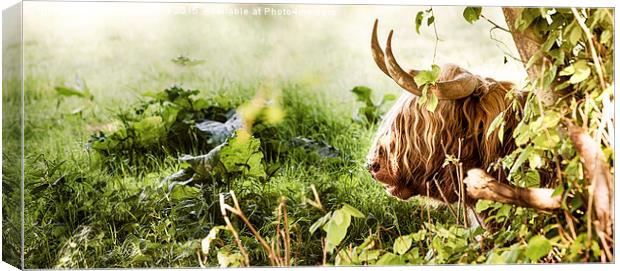 Highland cow laying down Canvas Print by Simon Bratt LRPS