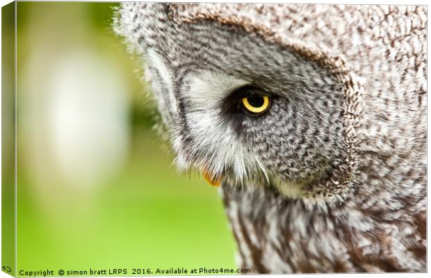 Great Gray Owl close up Canvas Print by Simon Bratt LRPS