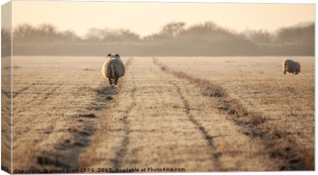Pregnant sheep walking the track Canvas Print by Simon Bratt LRPS