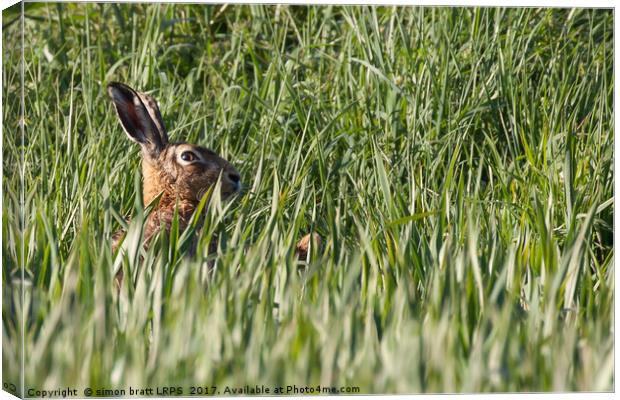 Wild hare close up in crops Canvas Print by Simon Bratt LRPS
