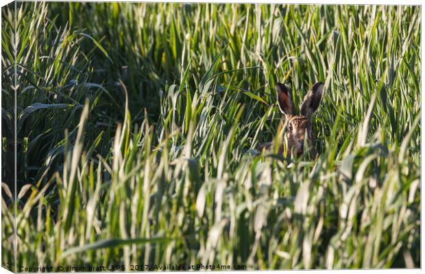 Wild Norfolk hare in crops looking at camera Canvas Print by Simon Bratt LRPS