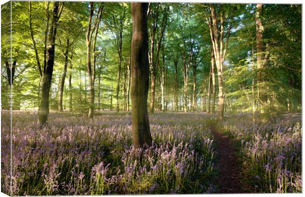 Sunrise in bluebell forest with little path Canvas Print by Simon Bratt LRPS