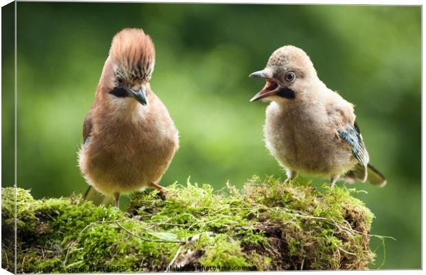 Jay bird mother with young chick Canvas Print by Simon Bratt LRPS