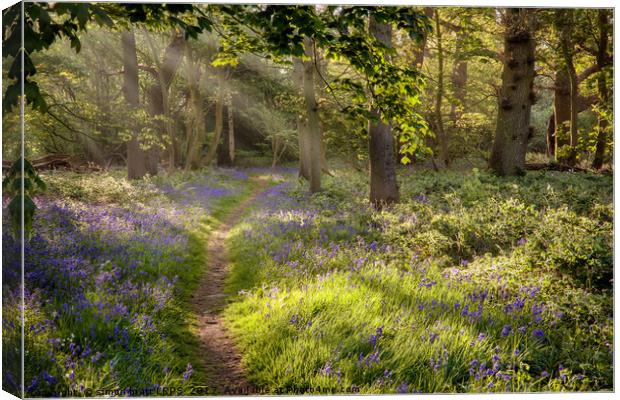 Stunning bluebell woodland path with magical light Canvas Print by Simon Bratt LRPS