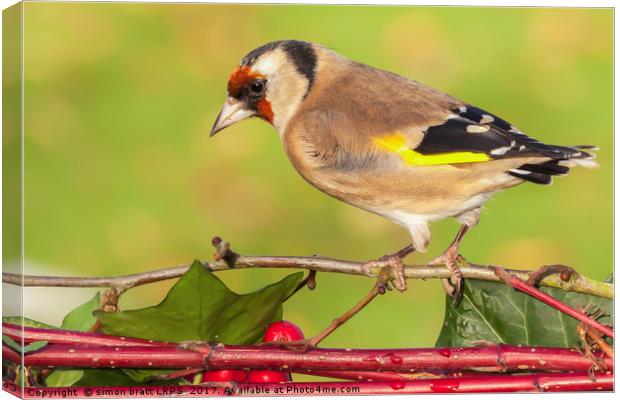 European goldfinch bird close up   Canvas Print by Simon Bratt LRPS