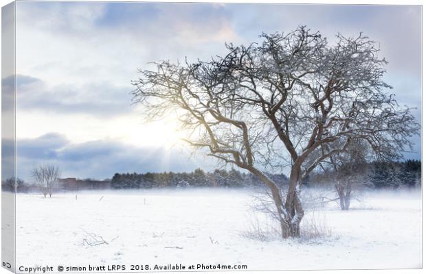 Bare tree in a snow field with sunrise Canvas Print by Simon Bratt LRPS