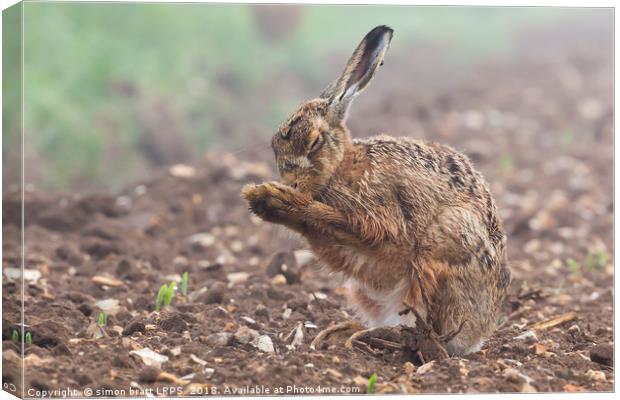 Wild brown hare with eyes closed, having a morning Canvas Print by Simon Bratt LRPS