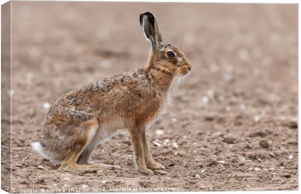 Amazing wild european hare close up sat in a arabl Canvas Print by Simon Bratt LRPS