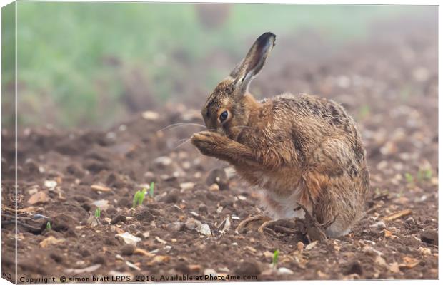 Wild brown hare having a morning wash 0126 Canvas Print by Simon Bratt LRPS