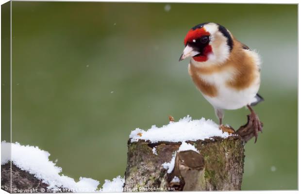 Gold finch sat on a snowy log in winter Canvas Print by Simon Bratt LRPS
