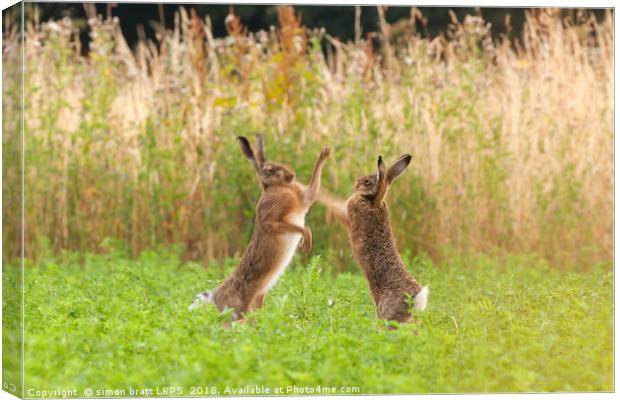 Mad wild hares boxing and fighting in Norfolk UK Canvas Print by Simon Bratt LRPS