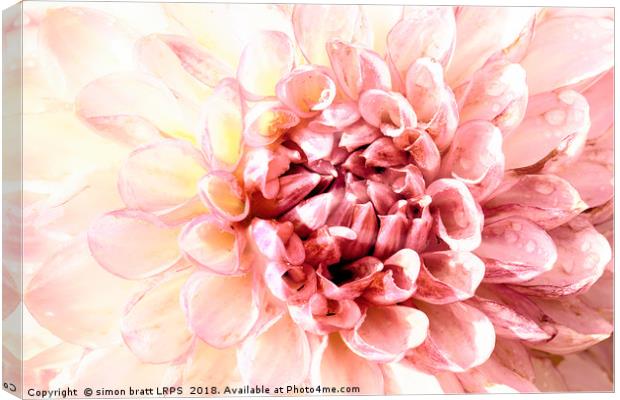 Stunning pink dahlia flower head close up  Canvas Print by Simon Bratt LRPS